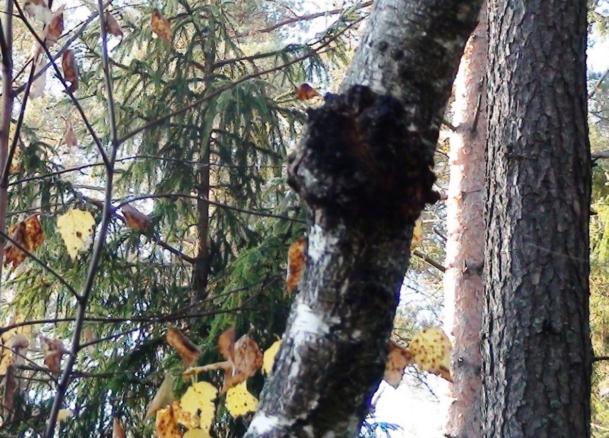 Лиственная чага