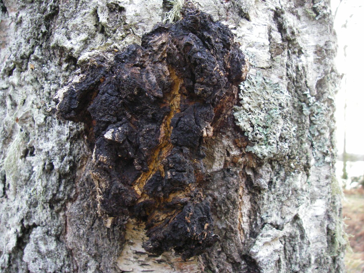 Чага дубовая