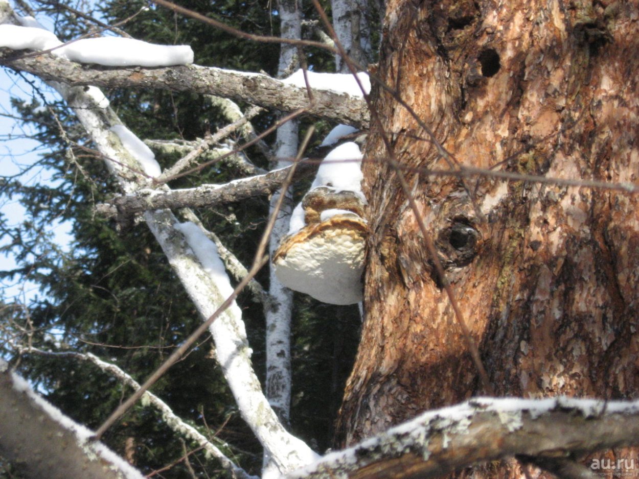 Чага/нарост лиственницы/