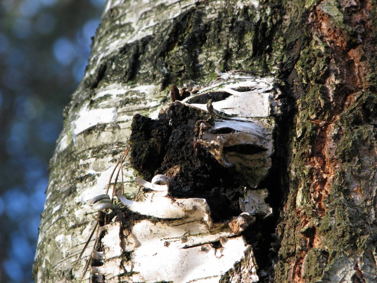 23. Чага (березовый гриб) - Inonotus obliquus