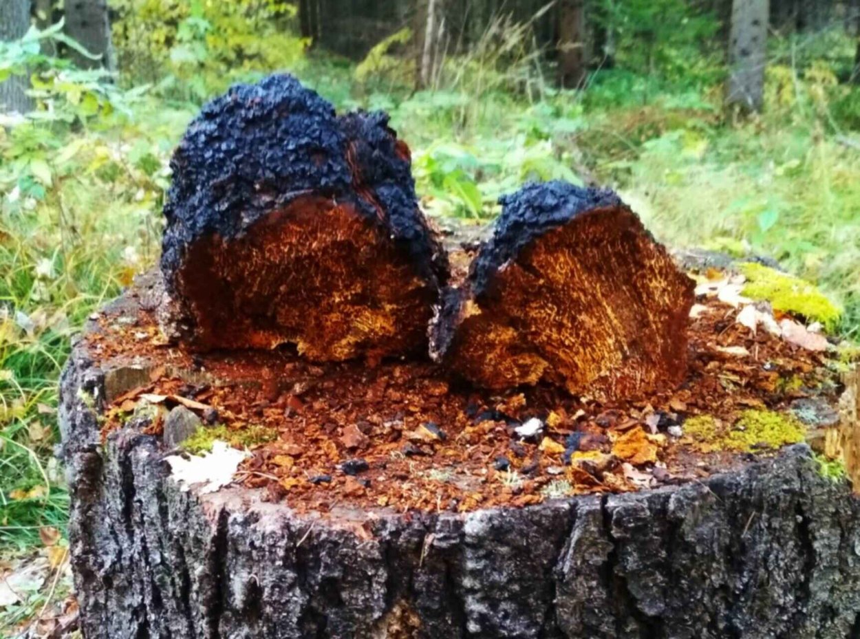 Берёзовый гриб чага размельчение