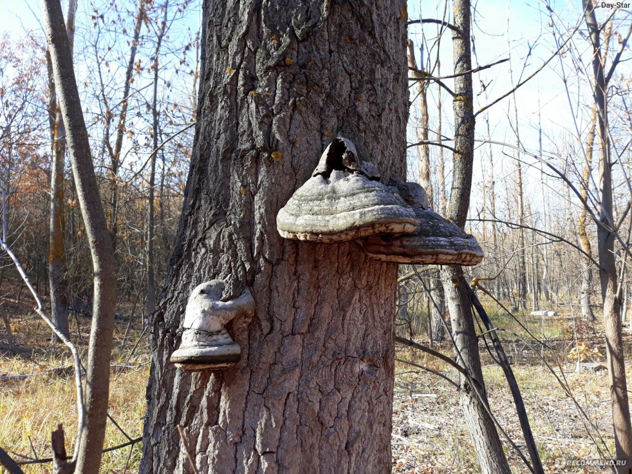 Чага на сосне