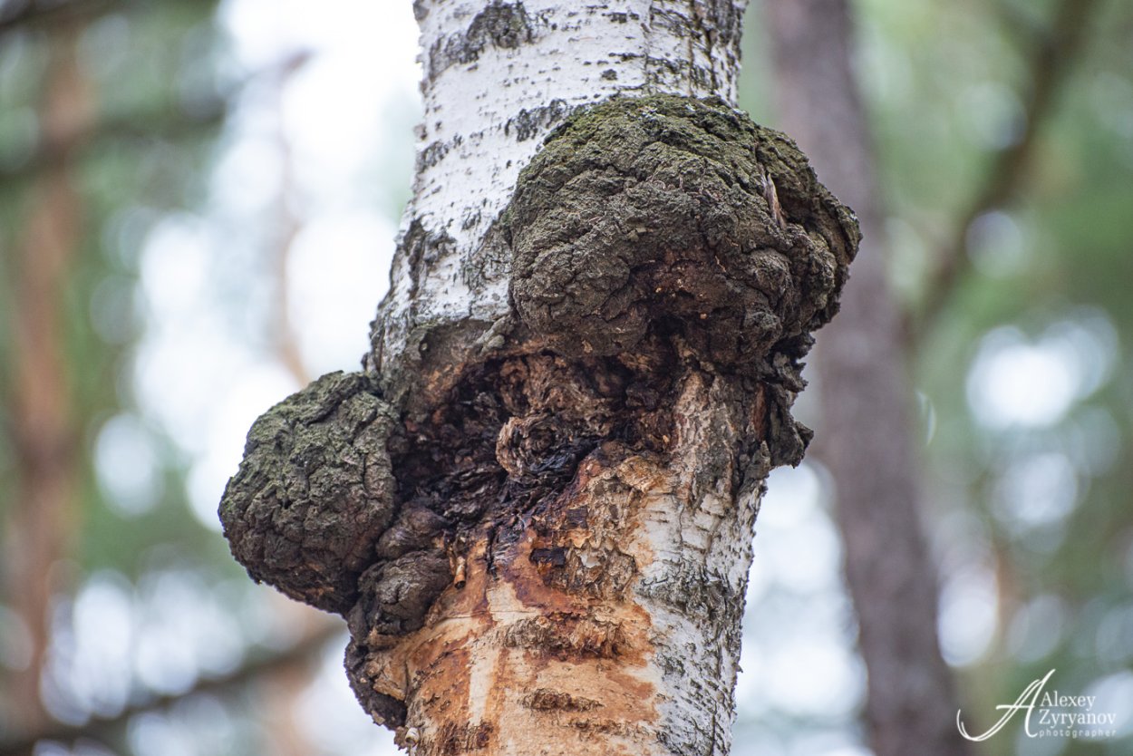 Чага дубовая