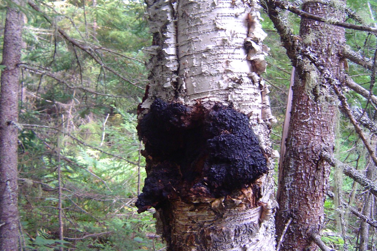 Чага лиственницы