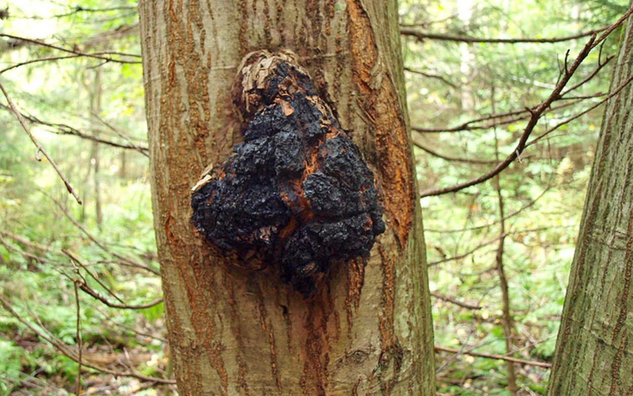 Чага дубовая