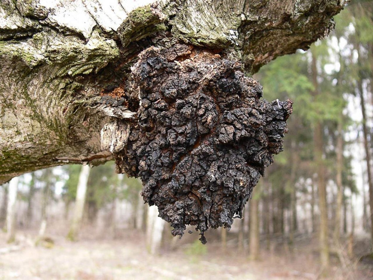 Трутовик Березовая чага