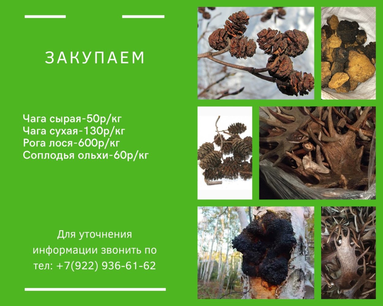 Чага Ольховая