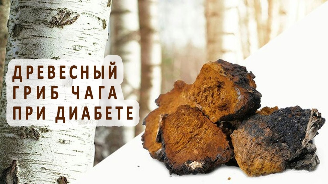 Древесная чага