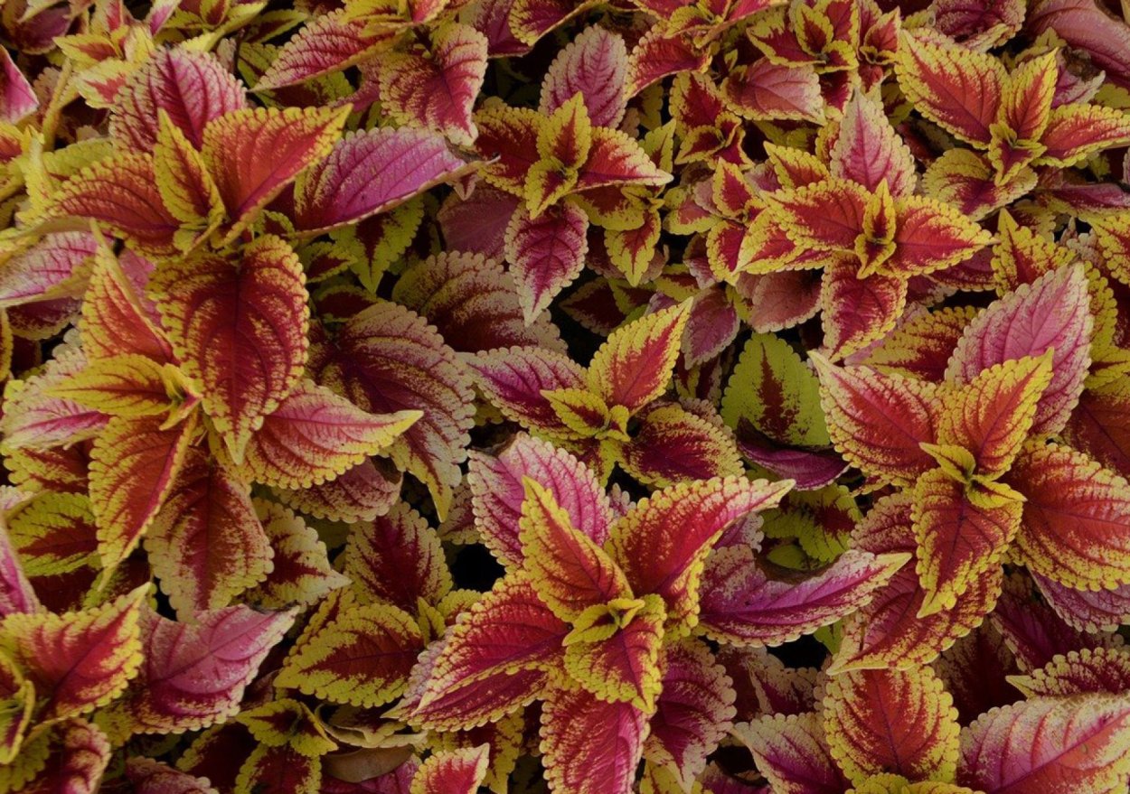 Колеус Пумила Coleus pumila