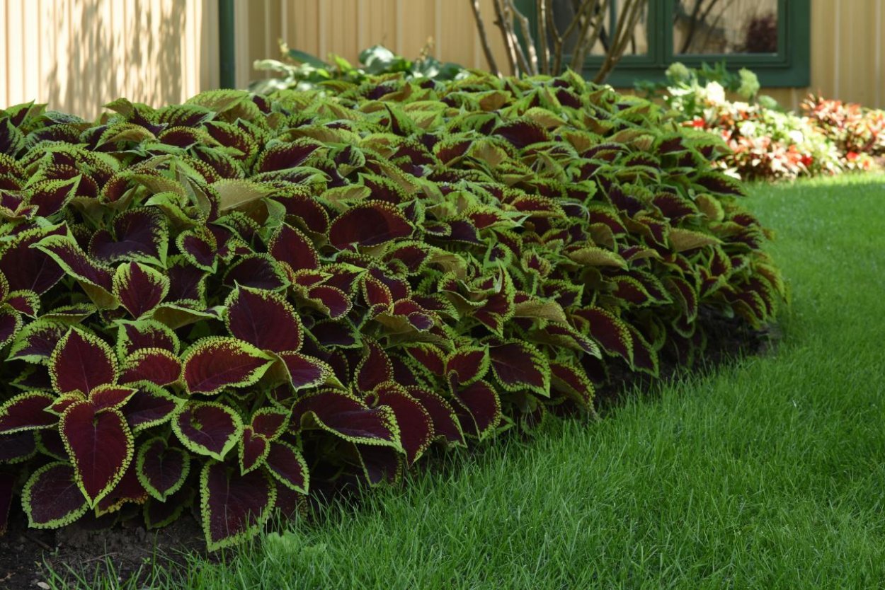 Колеус Coleus Kong Scarlet