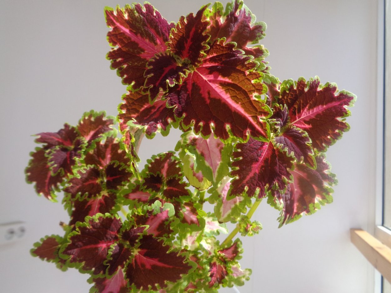 Колеус Норрис