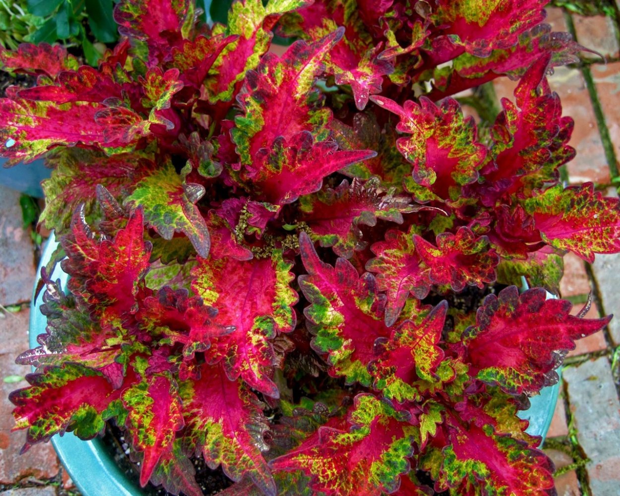 Колеус indian Summer