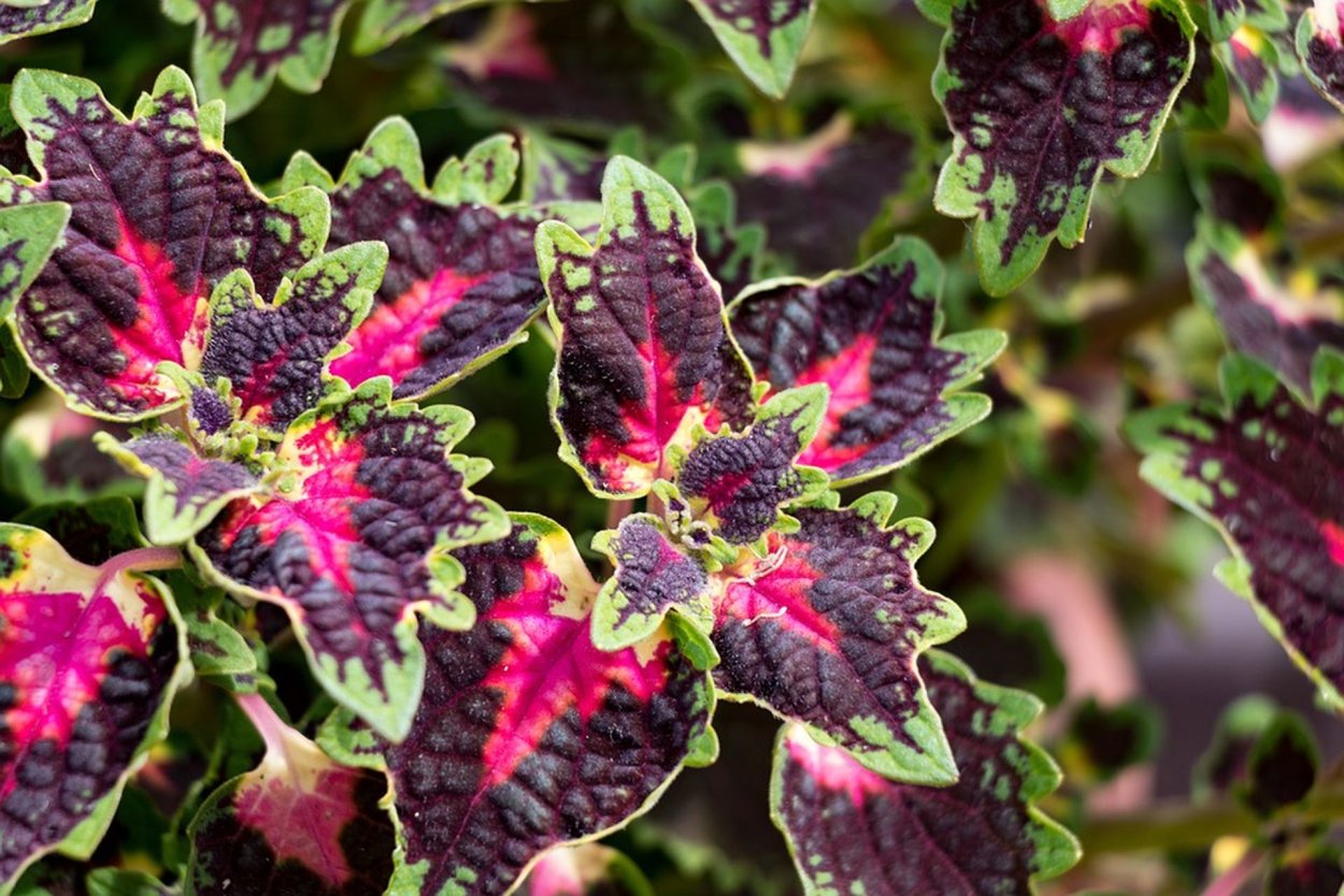 Колеус Ренельта Coleus rehneltianus