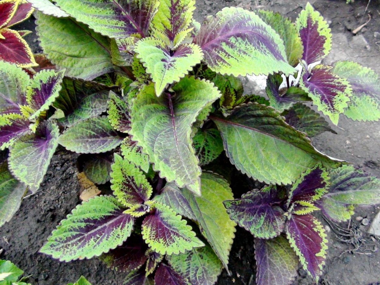 Колеус Forskohlii