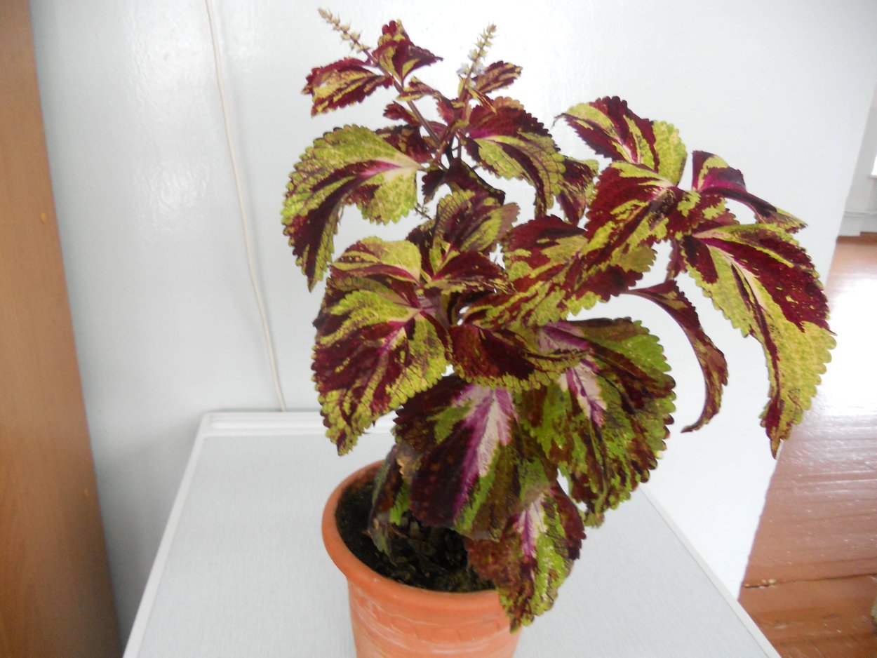 Колеус Пикассо