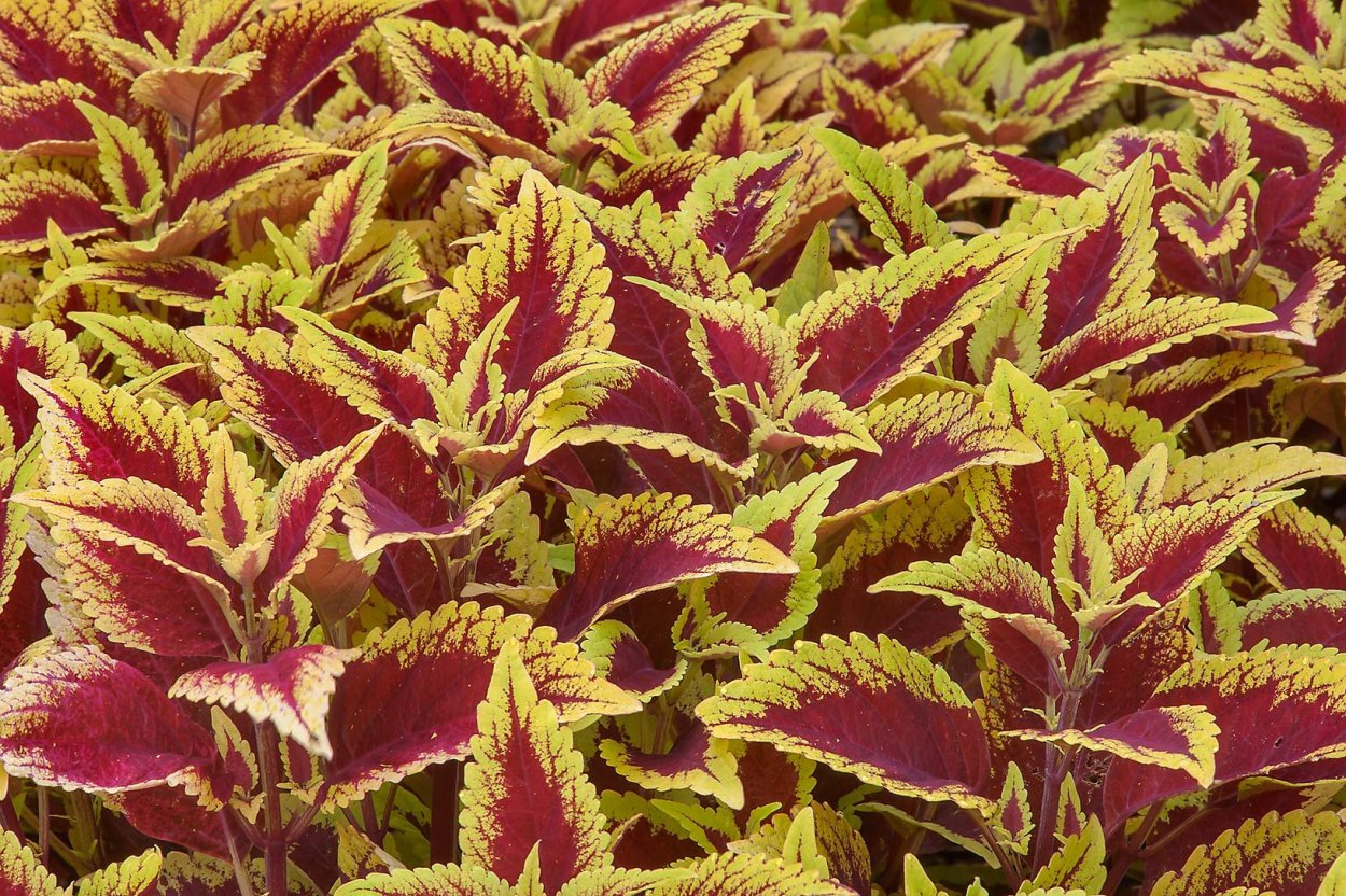 Колеус Хартбрейкер