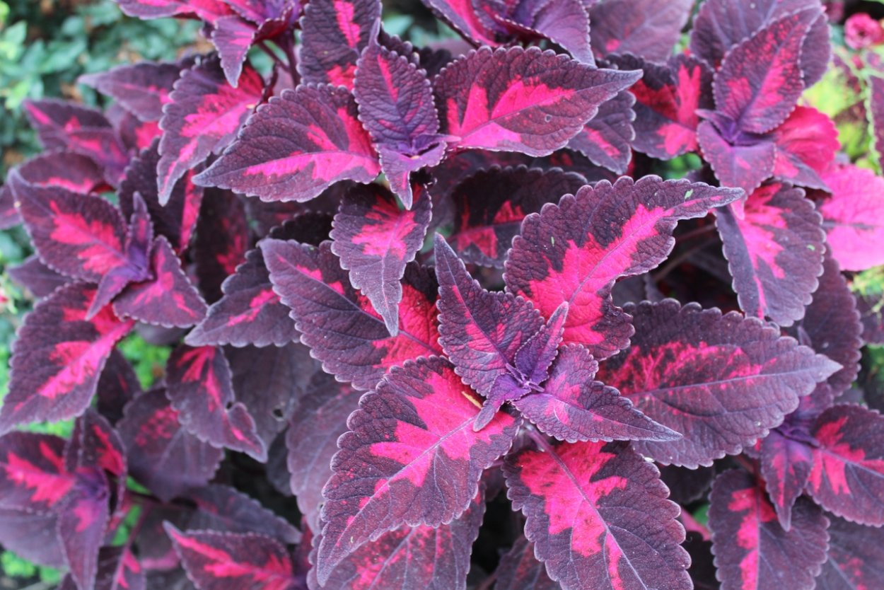 Колеус Морган Ле