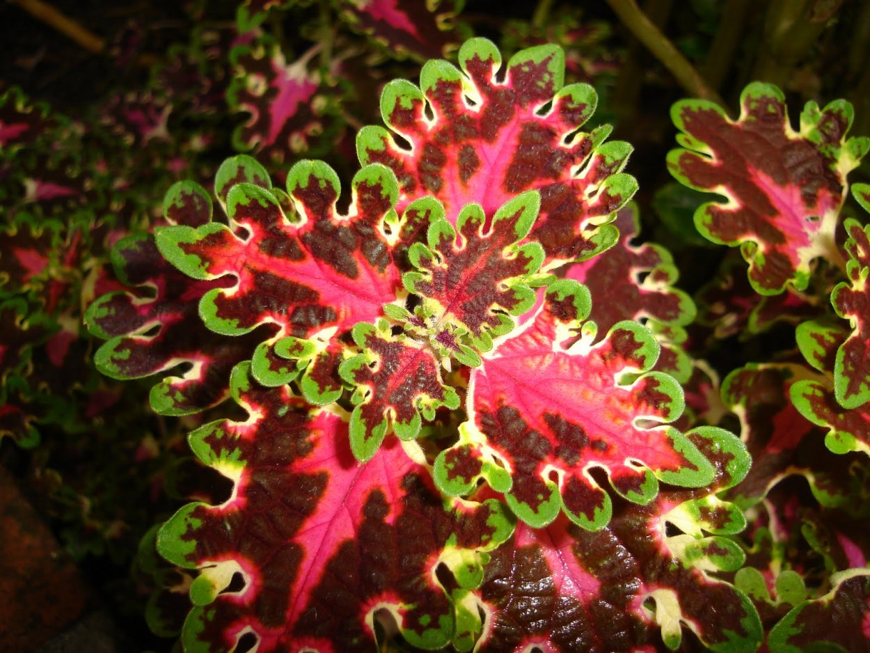 Колеус Королевский