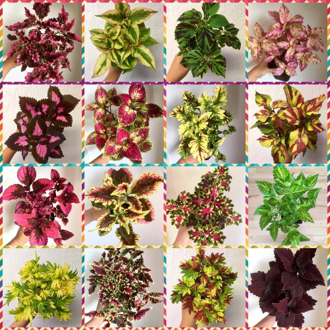 Колеус Везувий