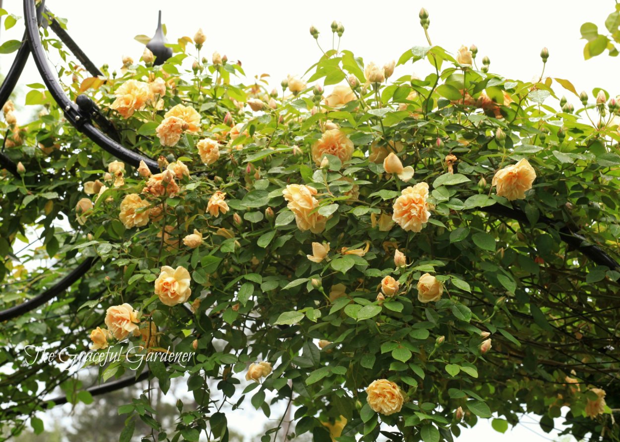 Камелия плетистая Садовая