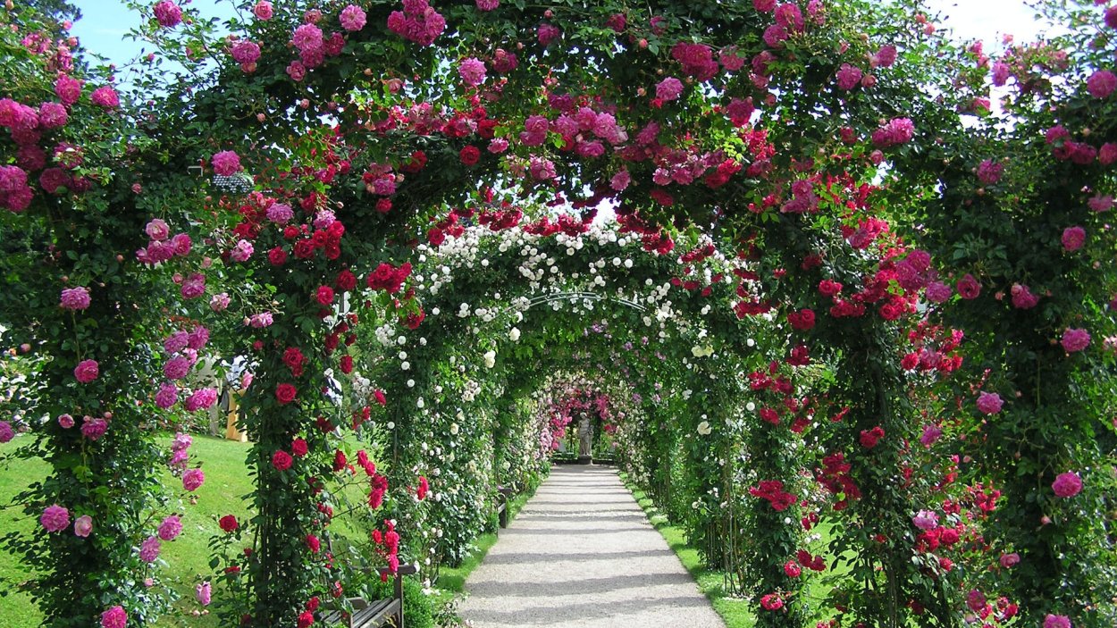 Роза плетистая Инесса