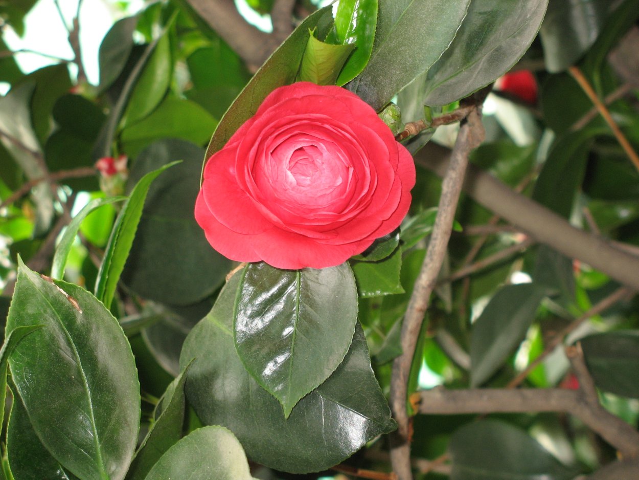 Камелия плетистая
