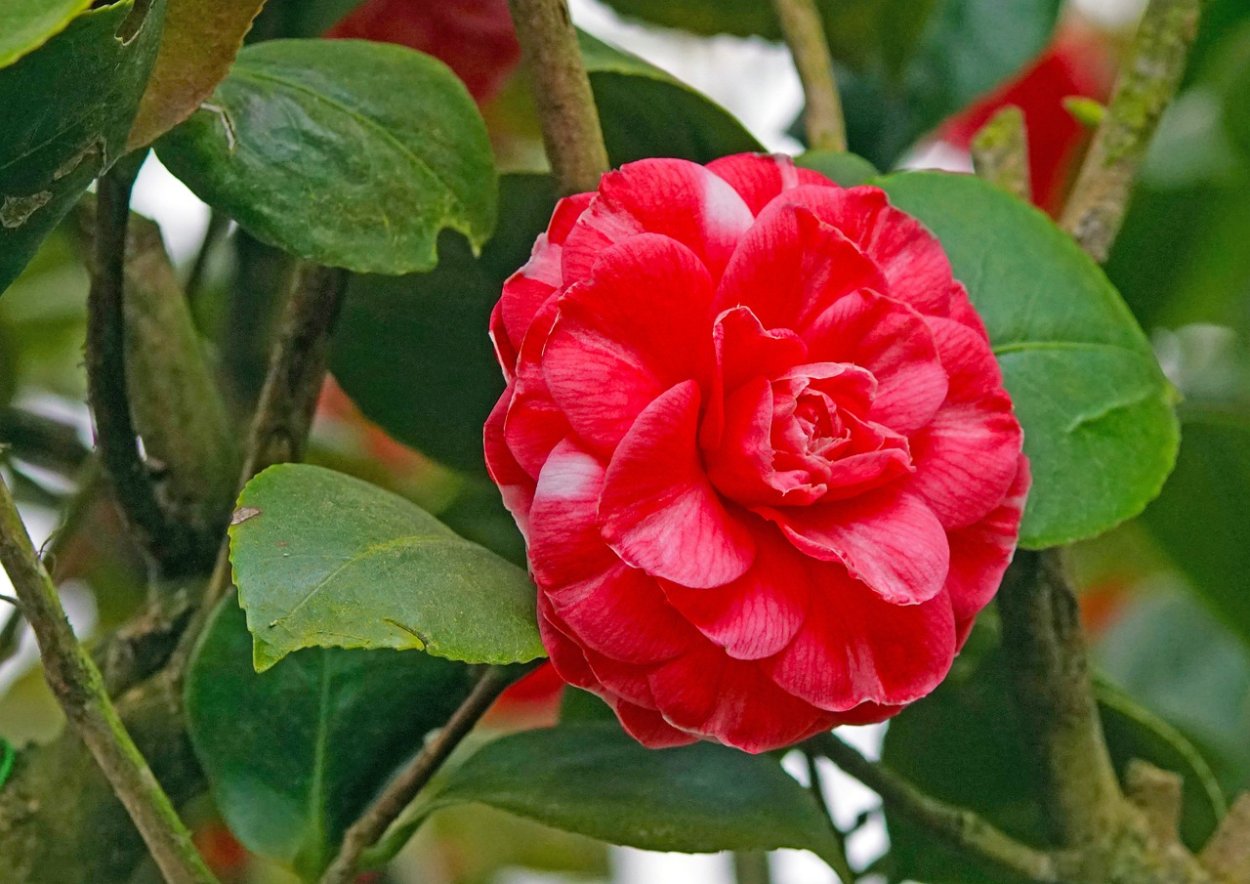 Камелия плетистая Садовая