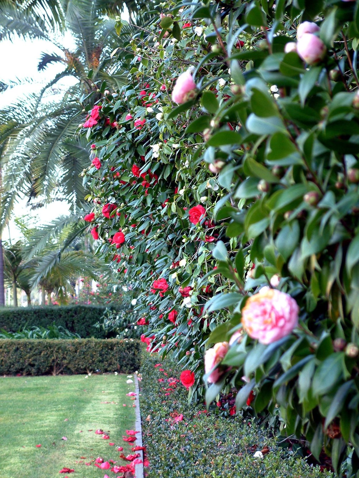 Камелия древовидная Садовая