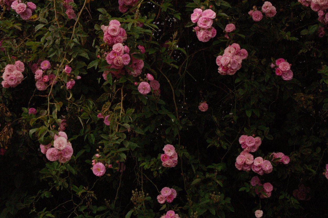 Эстетика розового