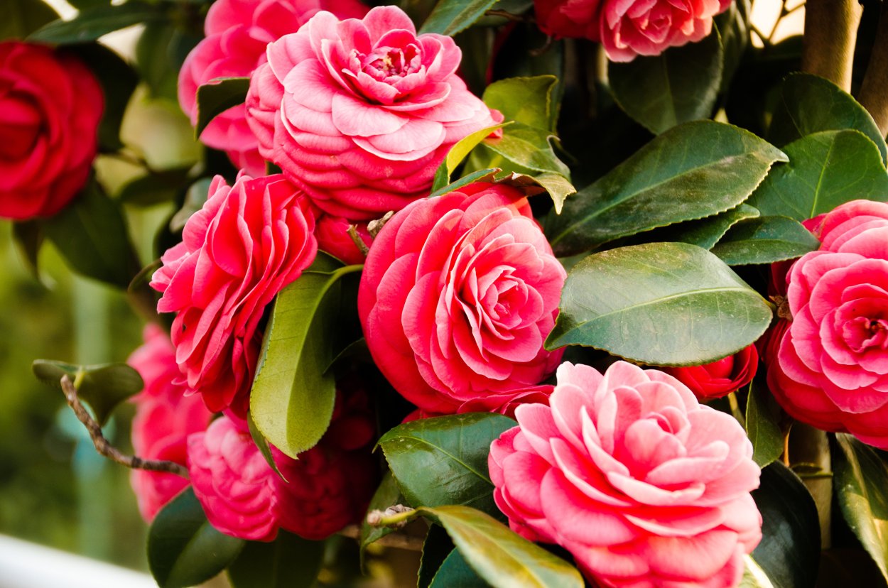 Роза Камелия