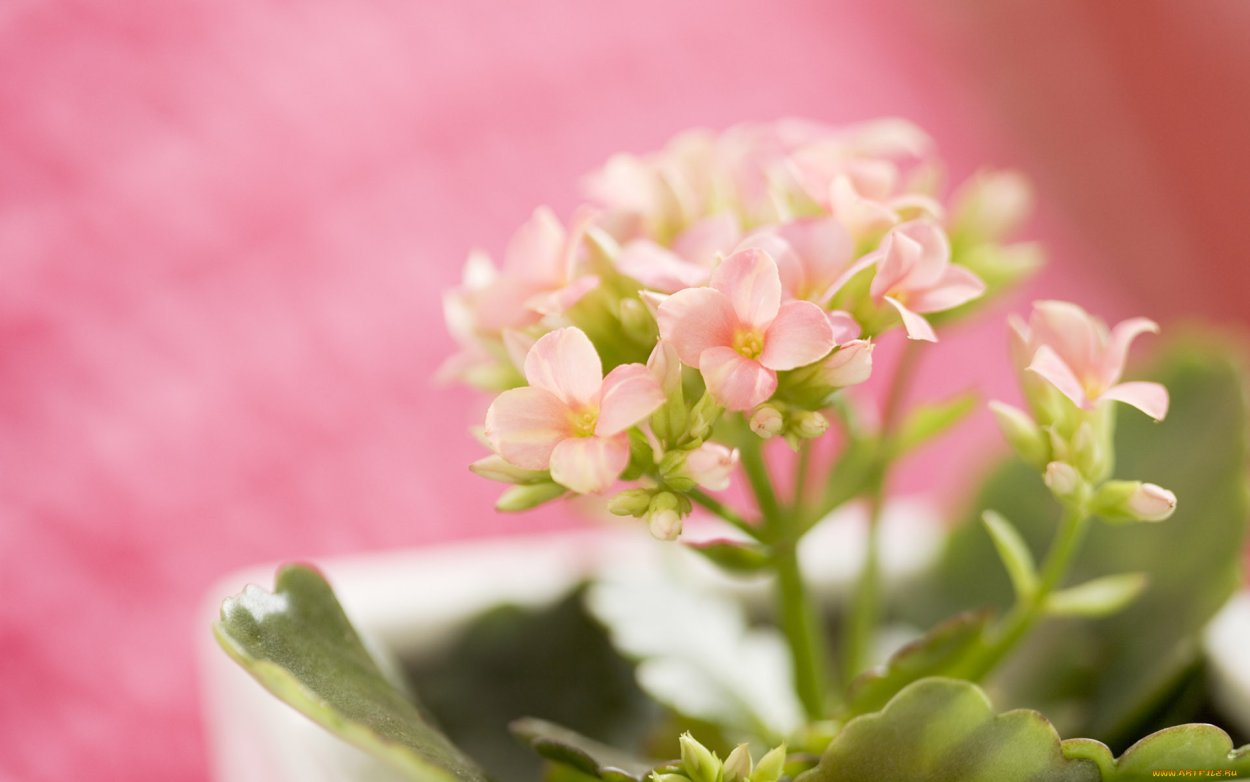 Каланхоэ нежно розовый