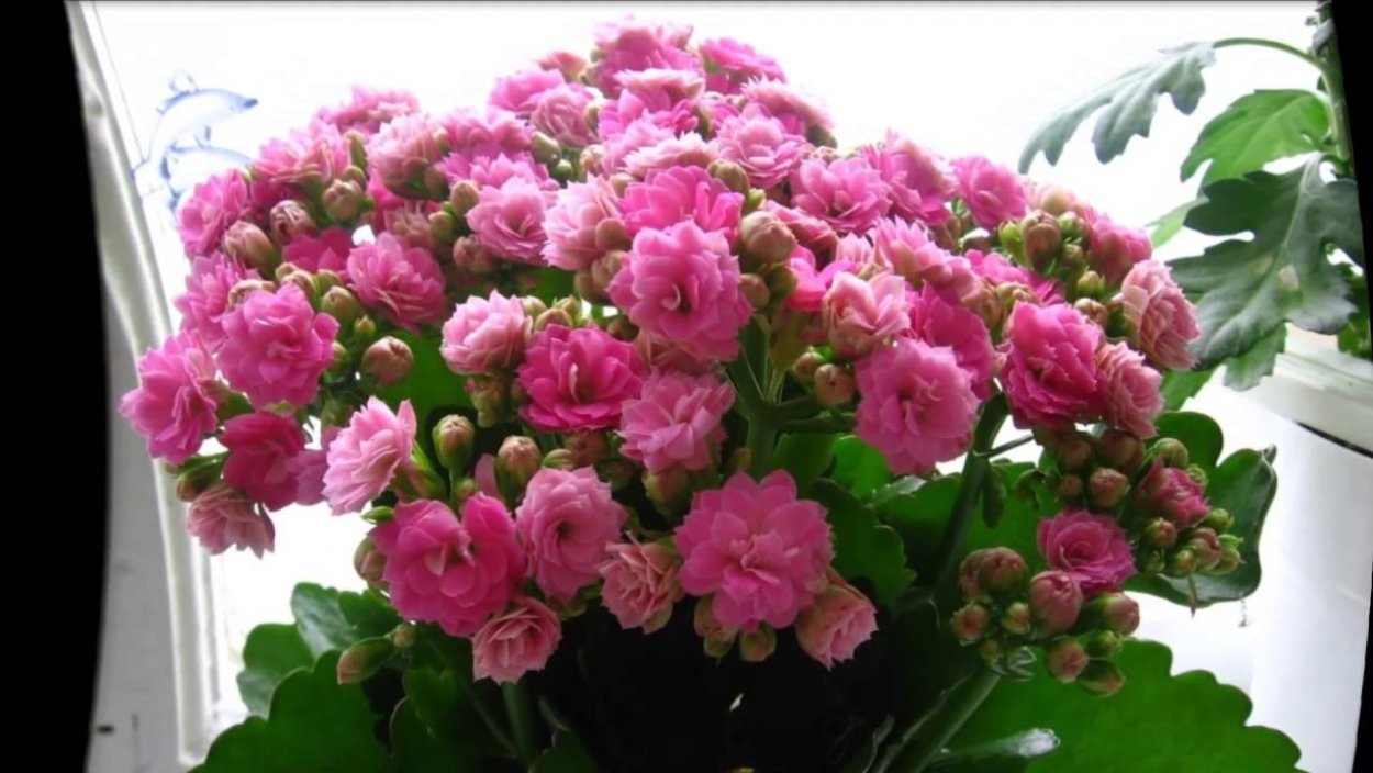 Каланхоэ розочками