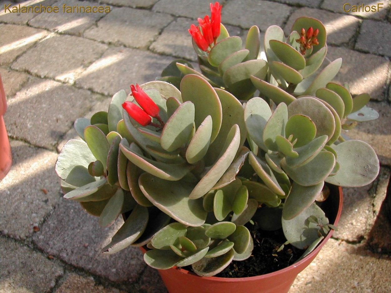 Каланхоэ суккулент