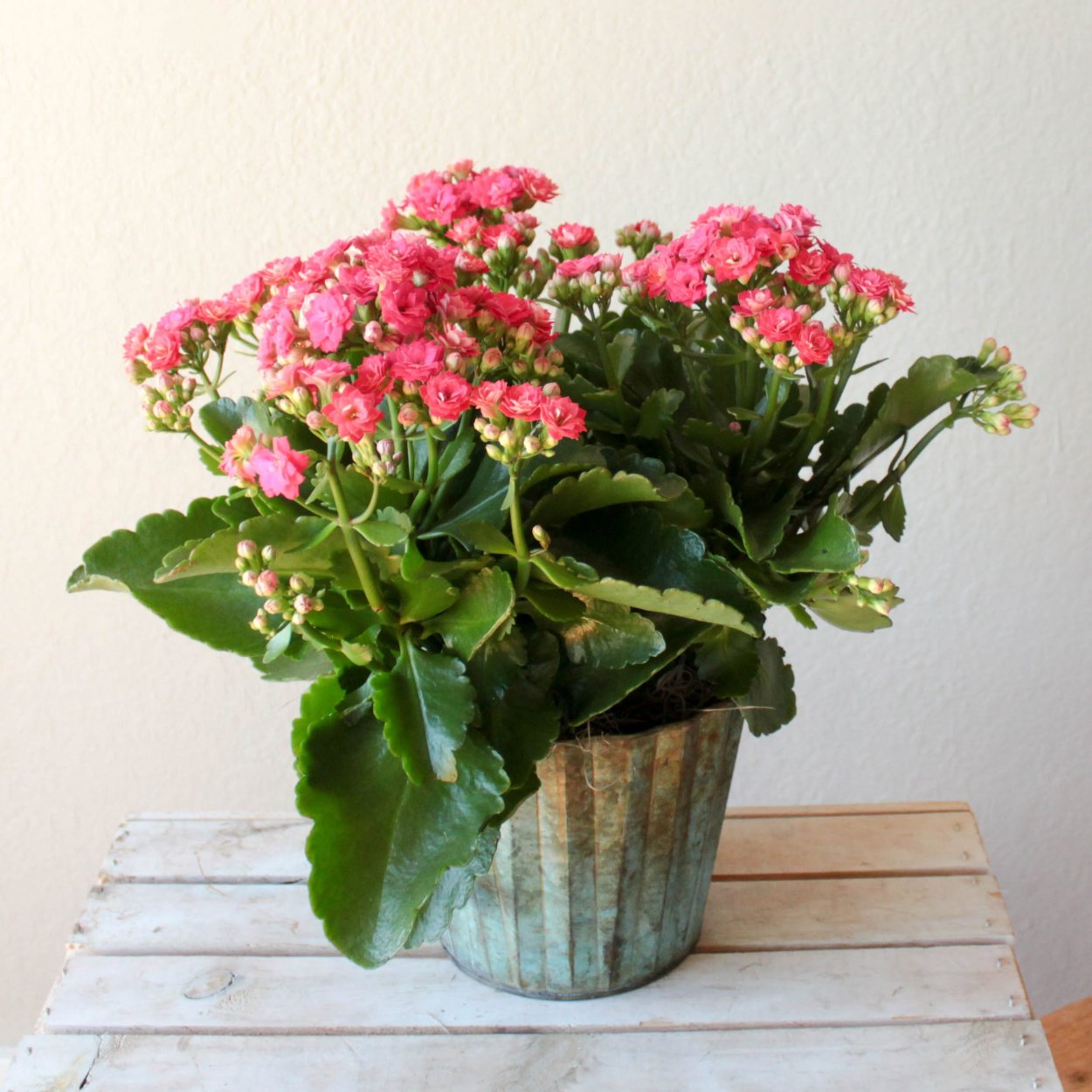 Kalanchoe HG Dream Bells