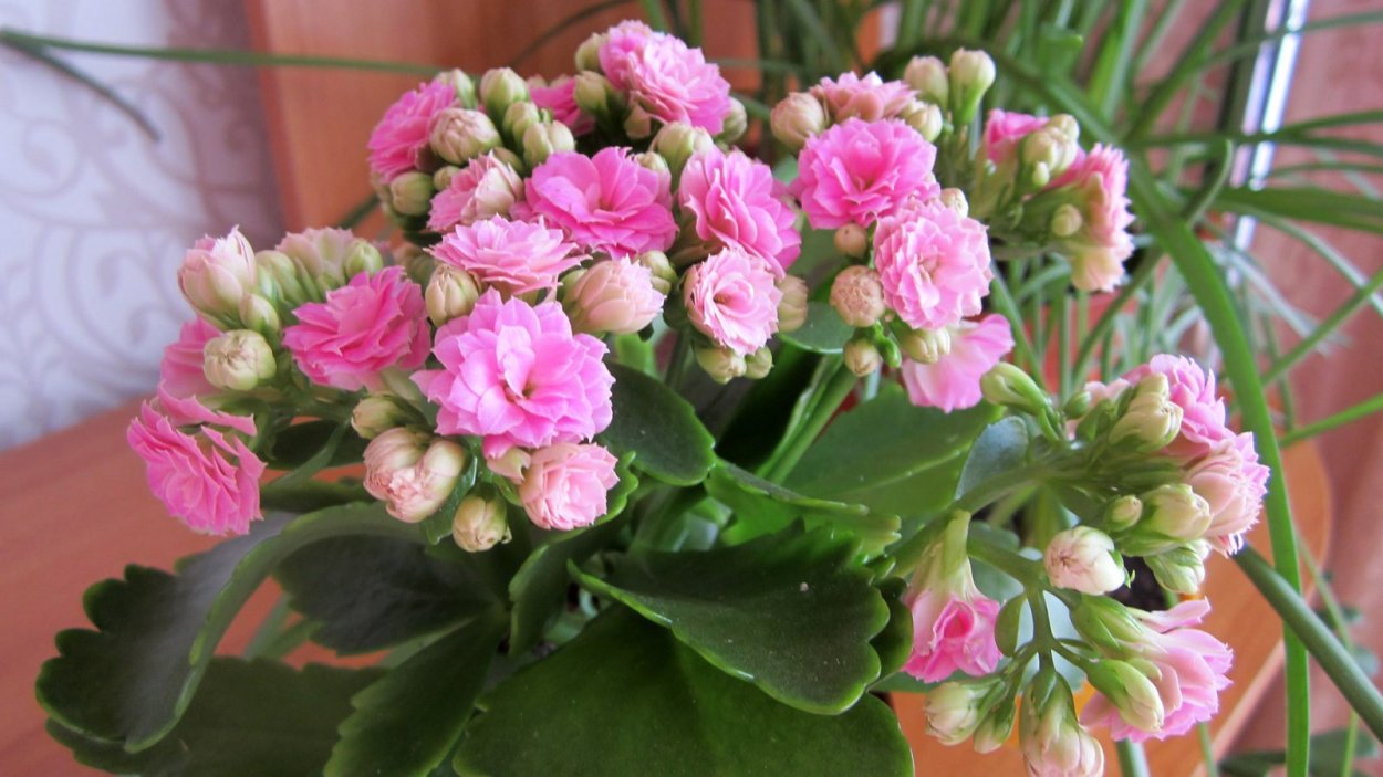 Каланхоэ розовый махровый