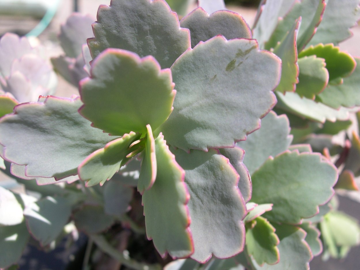 Каланхоэ Федченко вариегатное (Kalanchoe fedtschenkoi variegata)