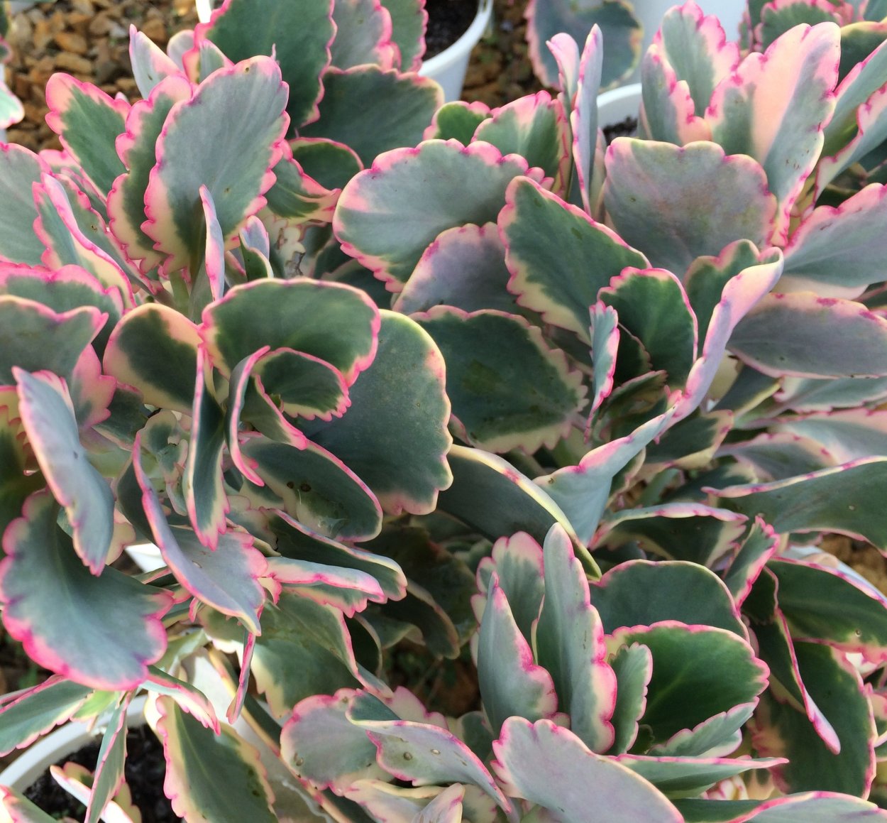 Каланхоэ Федченко (Kalanchoe fedtschenkoi)