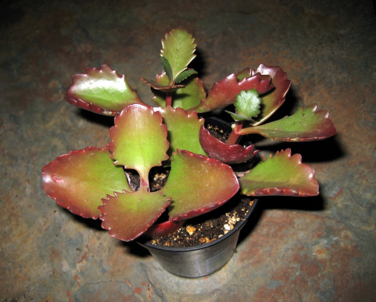 Каланхоэ пильчатолистное (Kalanchoe serratifolium)