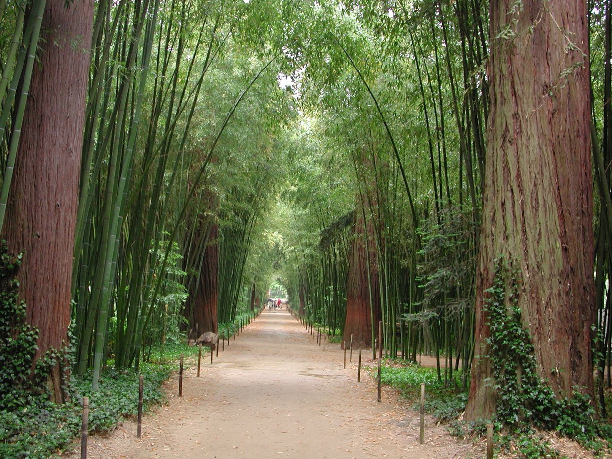 Bamboo Prafrance, Anduze (Gard)