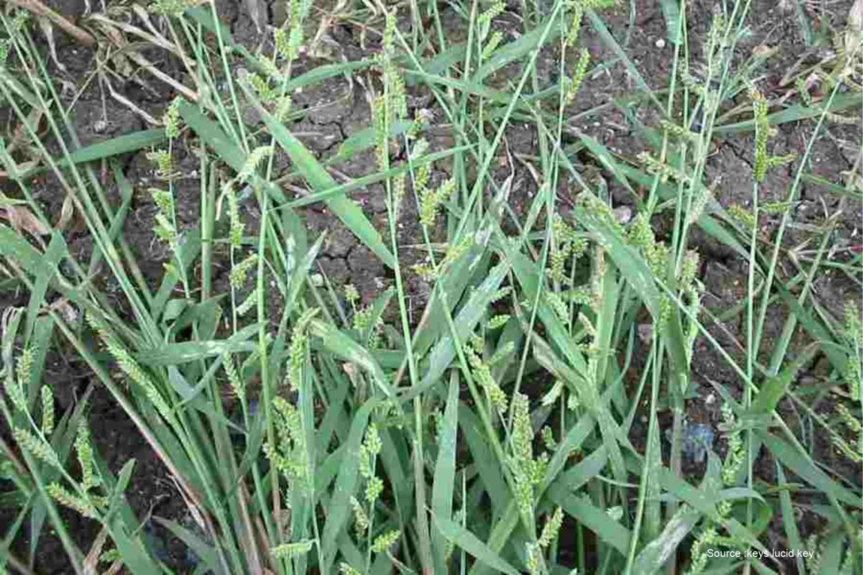 Плоскуха сорняк фото