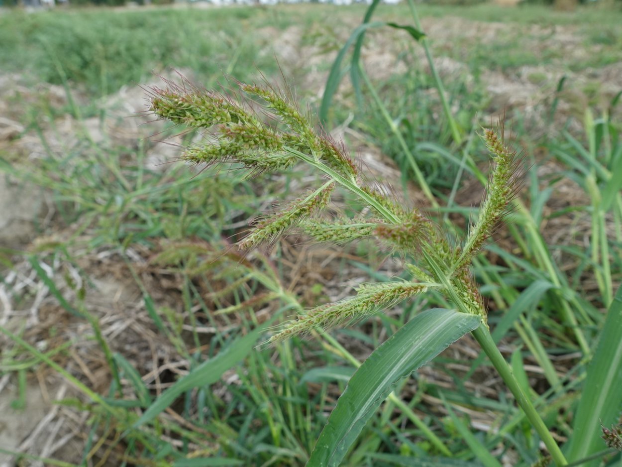 Плоскуха сорняк