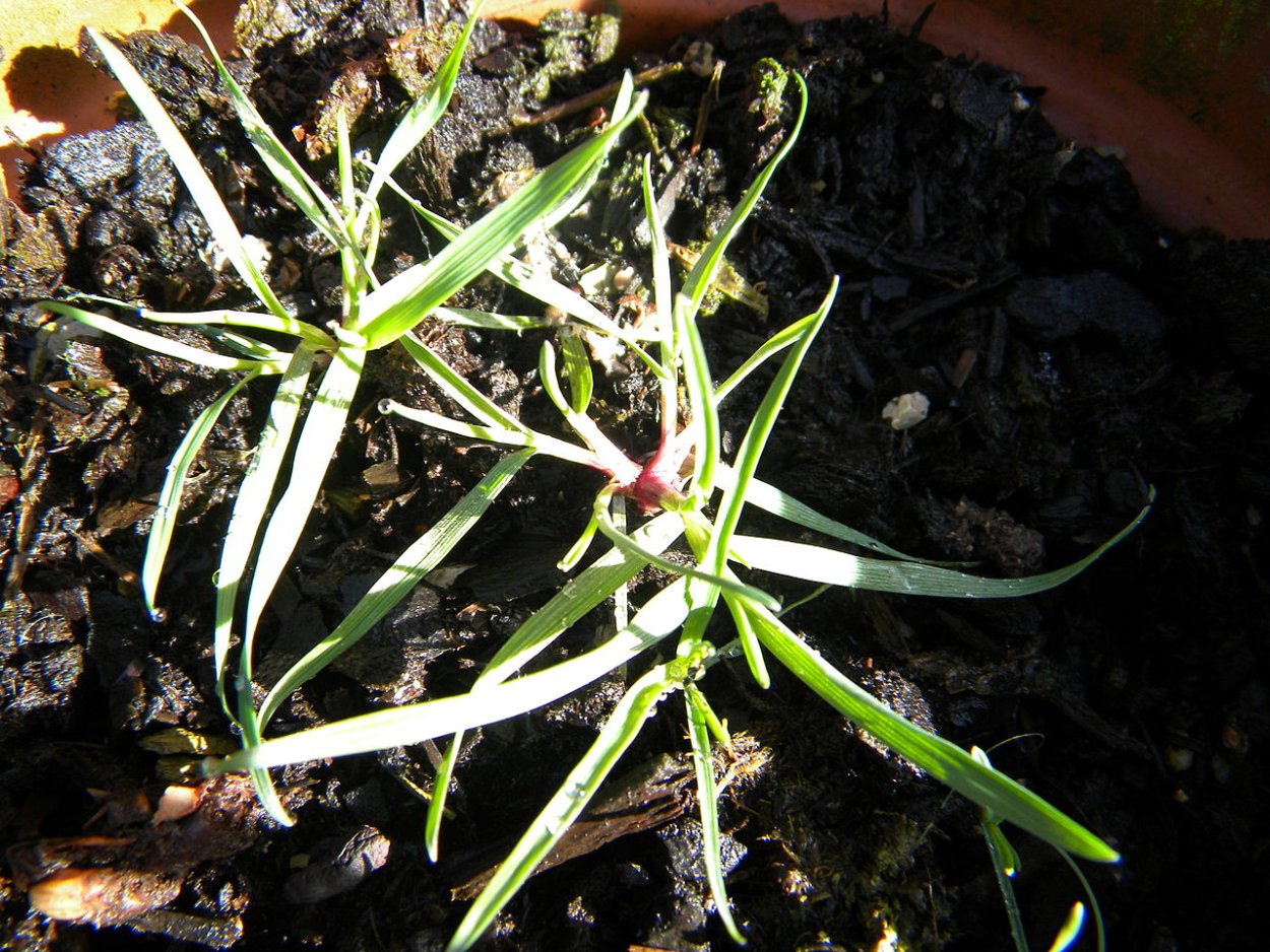 Растение Венти