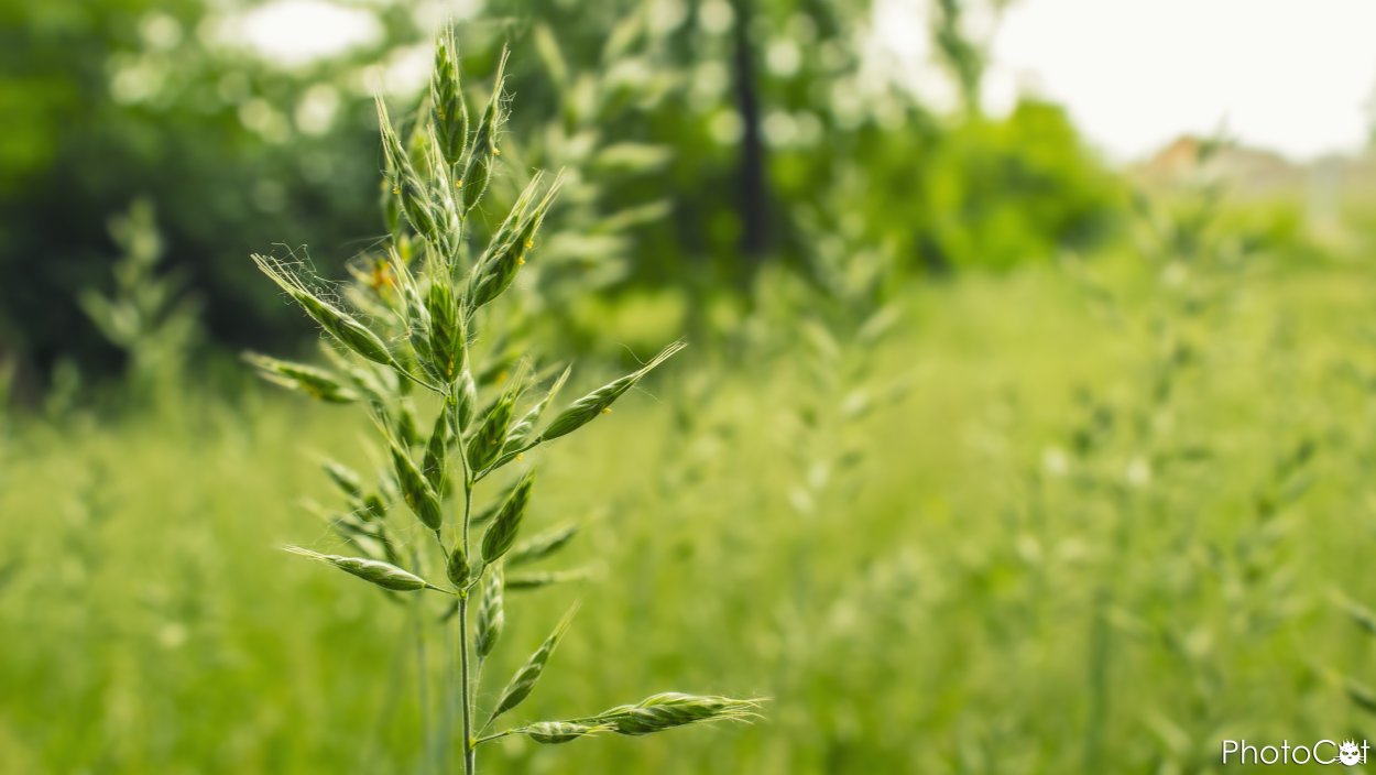 Сорные растения на полях