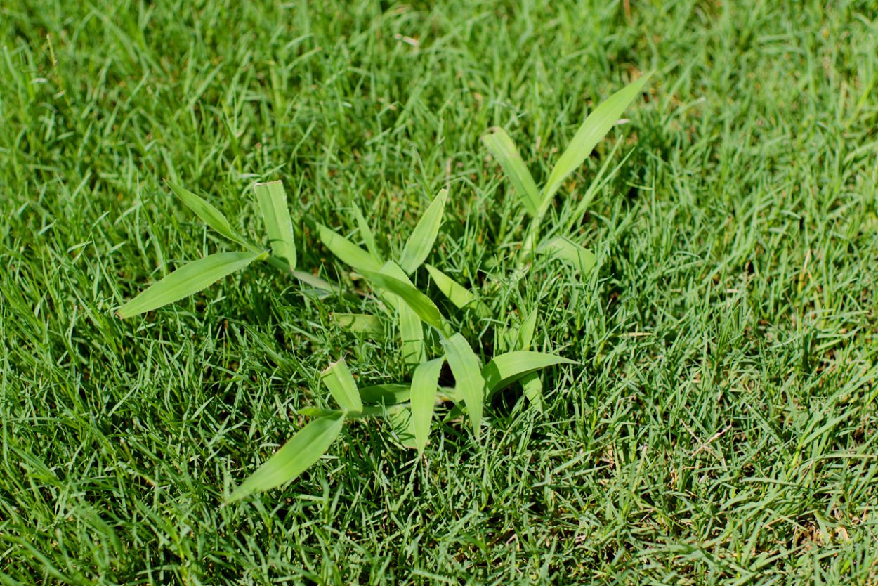 Газон East West