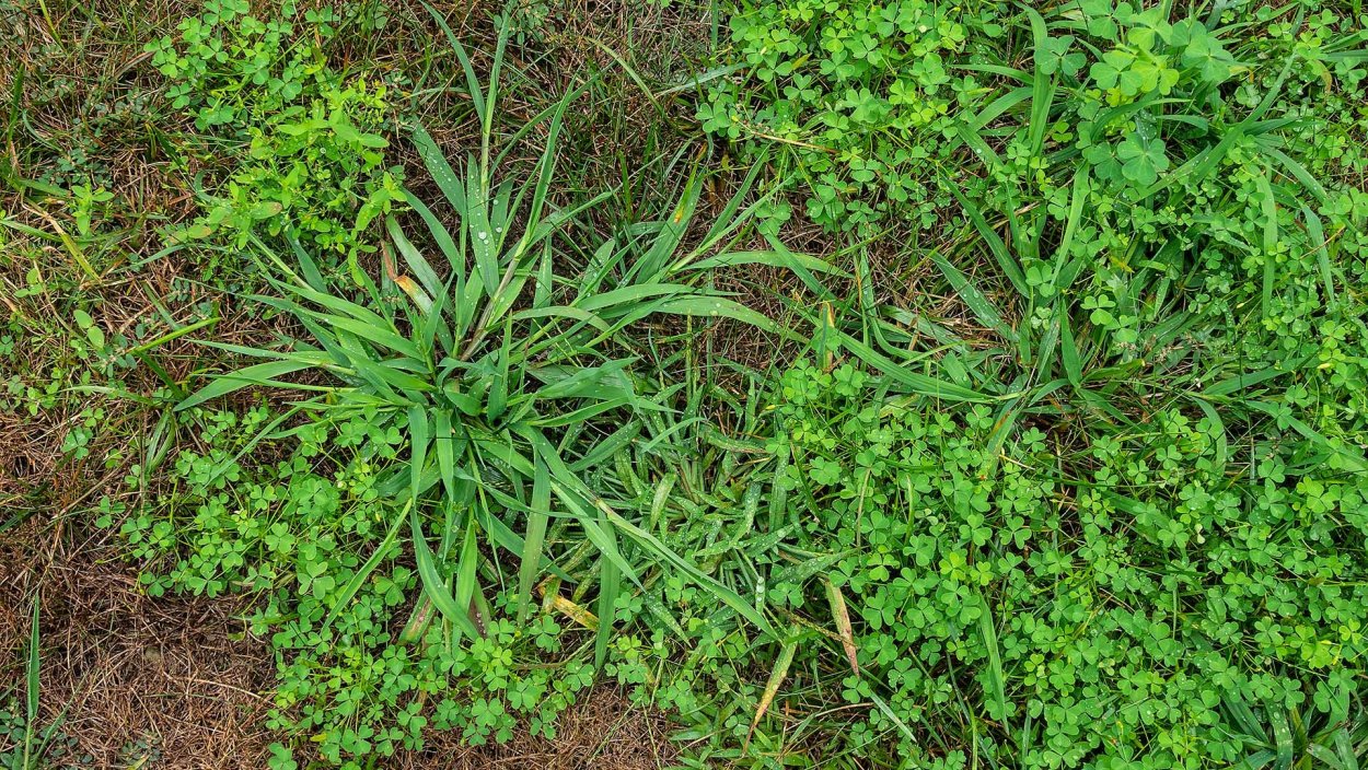 Crabgrass сорняк