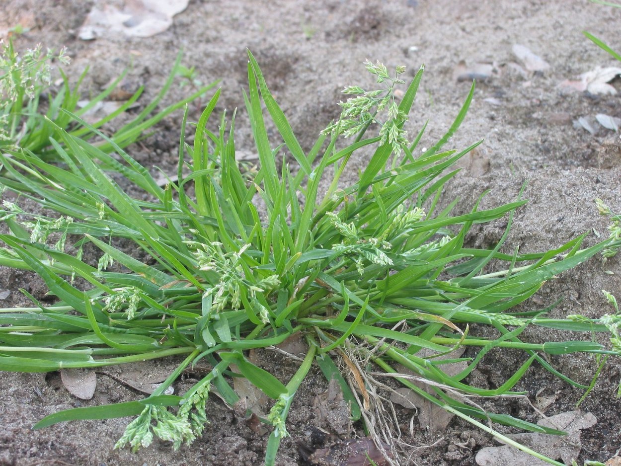 Мятлик однолетний (POA annua l.)