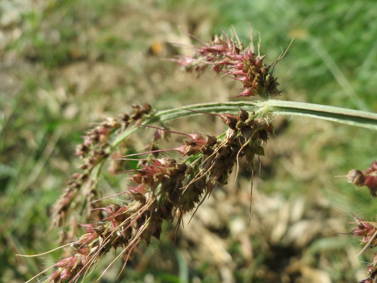 Echinochloa microstachya