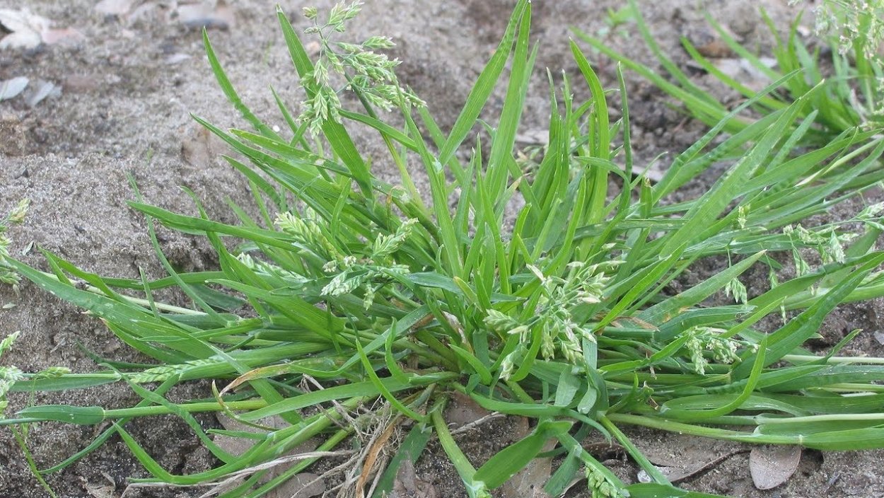 Мятлик Луговой сорняк