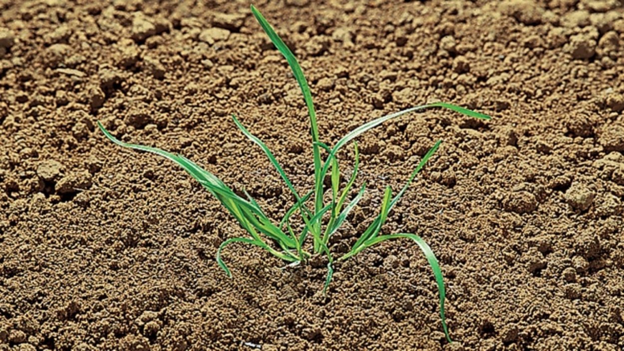 Метлица обыкновенная всходы