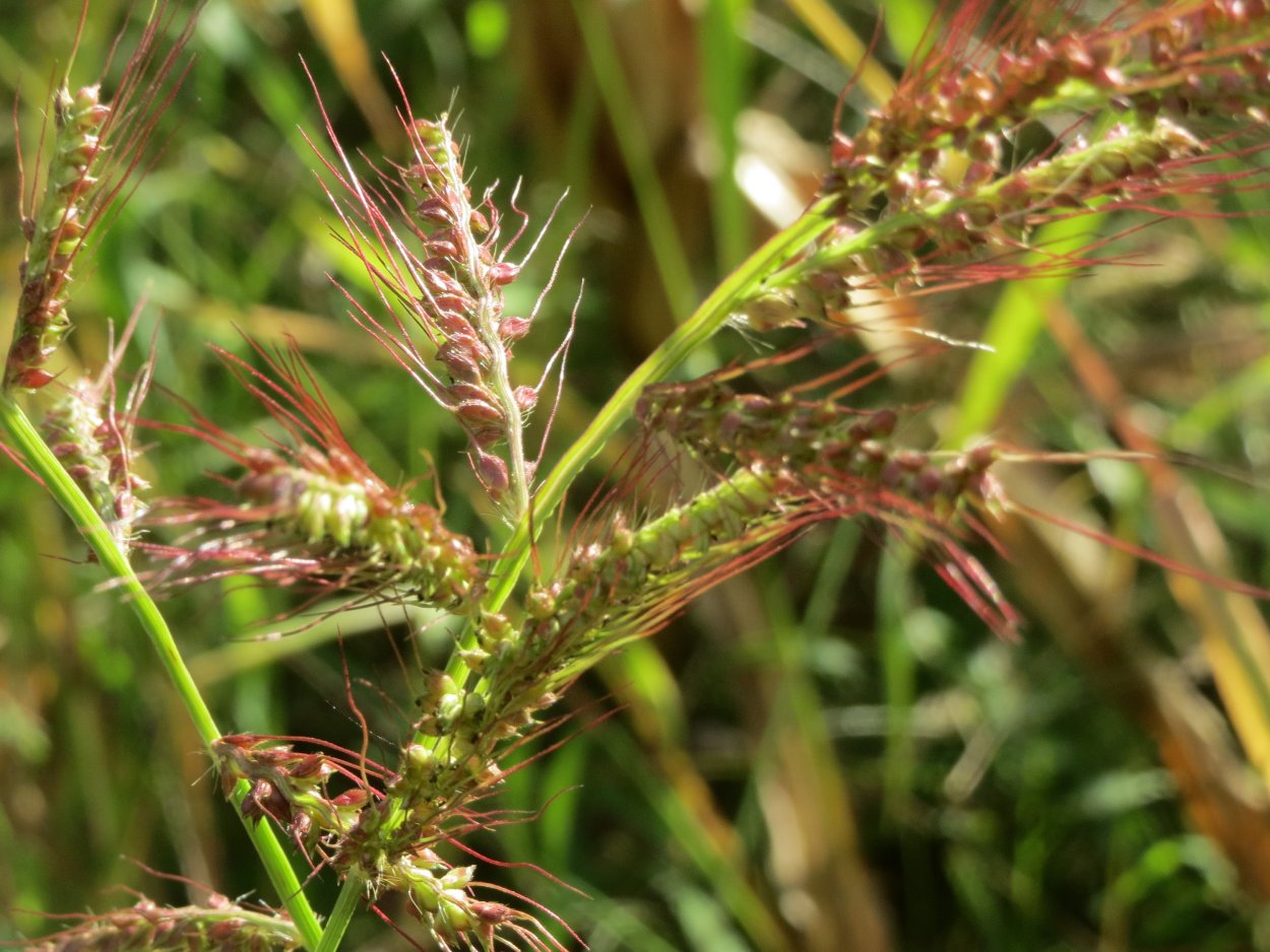 Echinochloa colonum